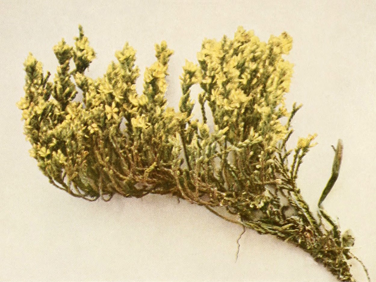 Calvoa sessiliflora