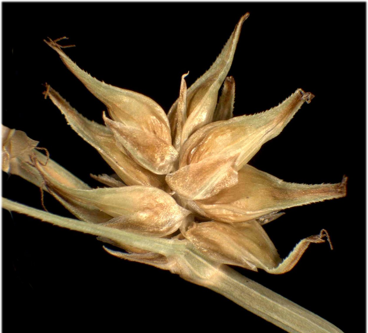 Botrychium matricariifolium
