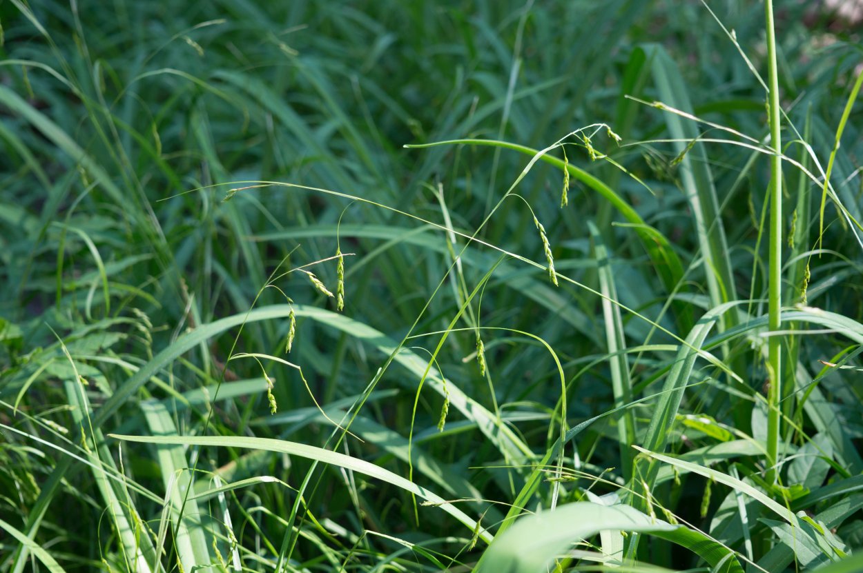 Хвощ камышковый