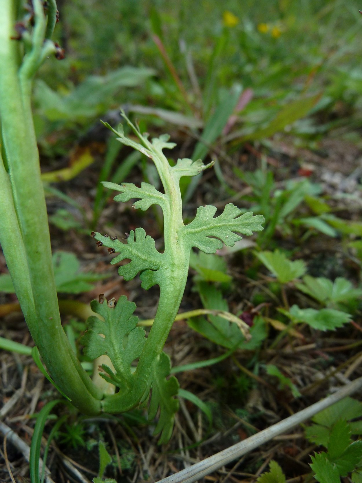 Variegated Oat grass
