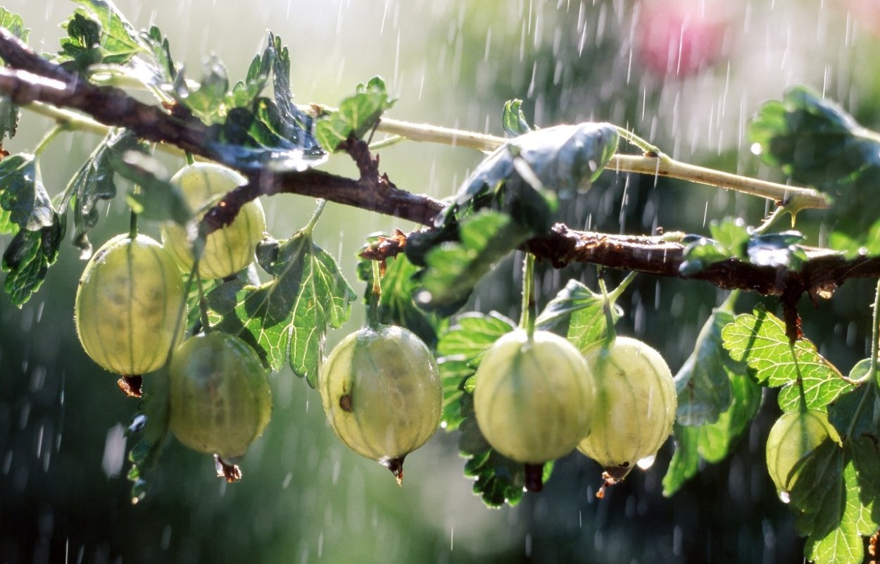 Летний дождь в саду