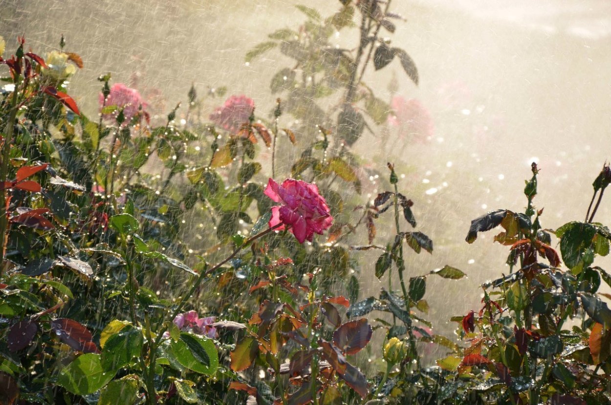 Дождь в саду