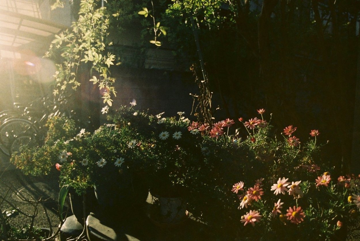 Растения Эстетика