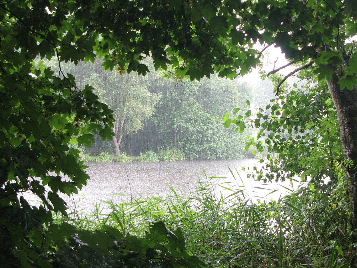 Картинки на рабочий стол лето дождь