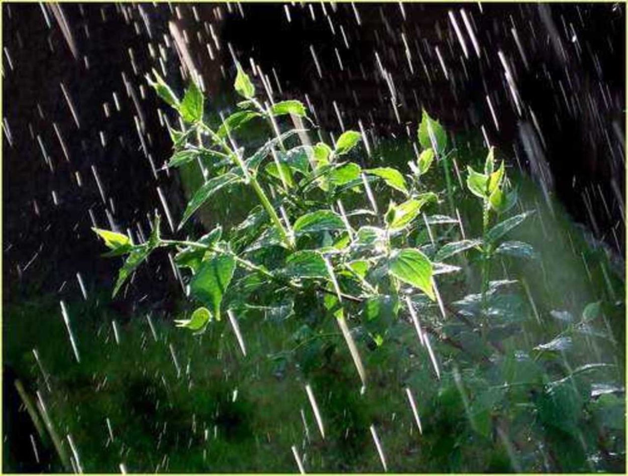 Летний дождь в лесу