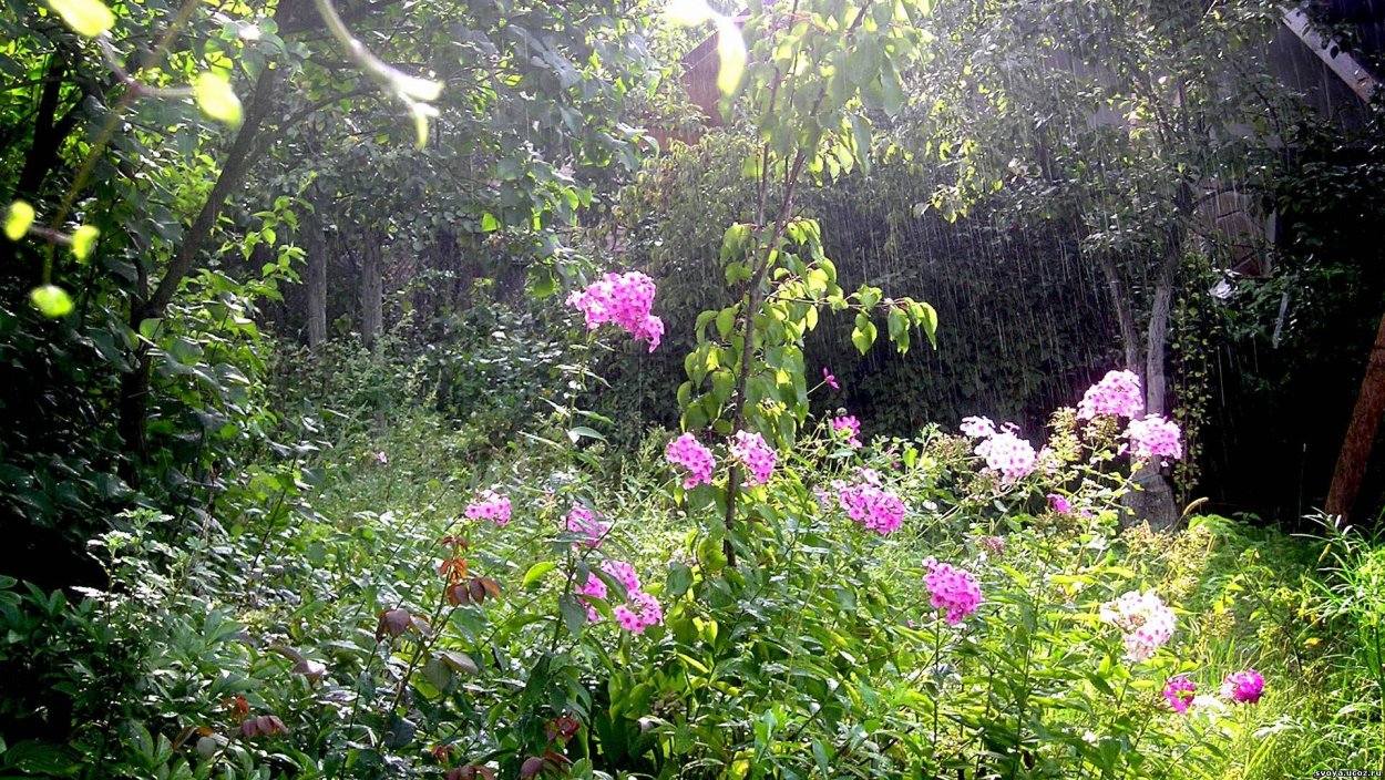 Сад под дождем