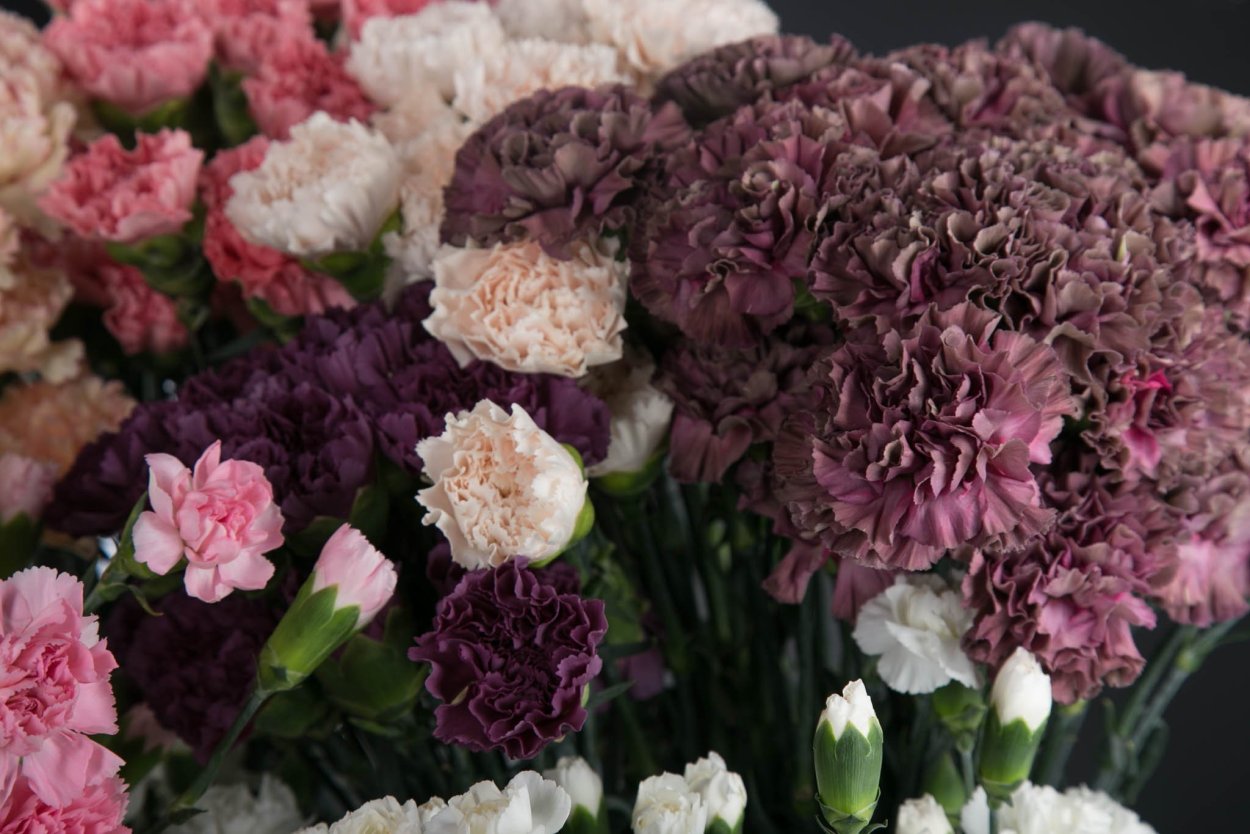 Диантус гвоздика ред Молли