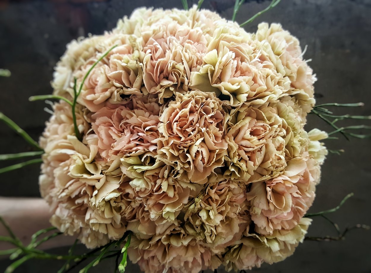 Диантус Браун Молли