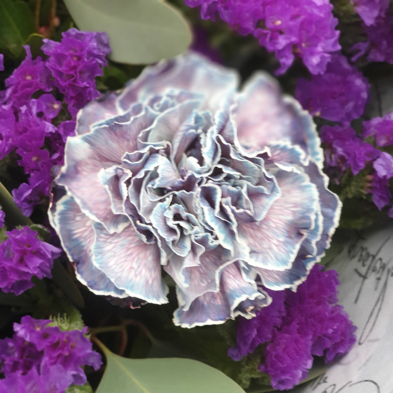 Диантус Black Molly