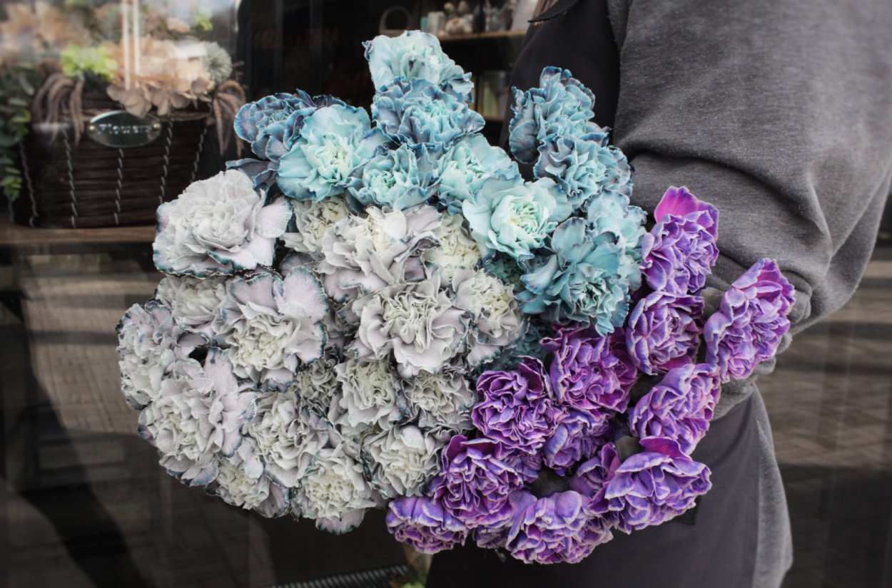 Диантус Блэк Молли