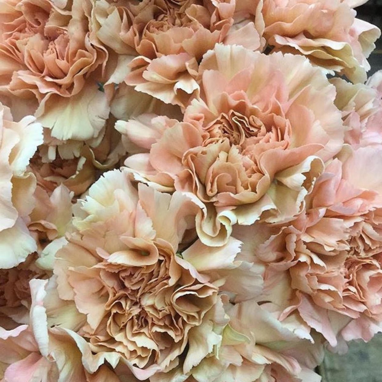 Необычные букеты из гвоздики