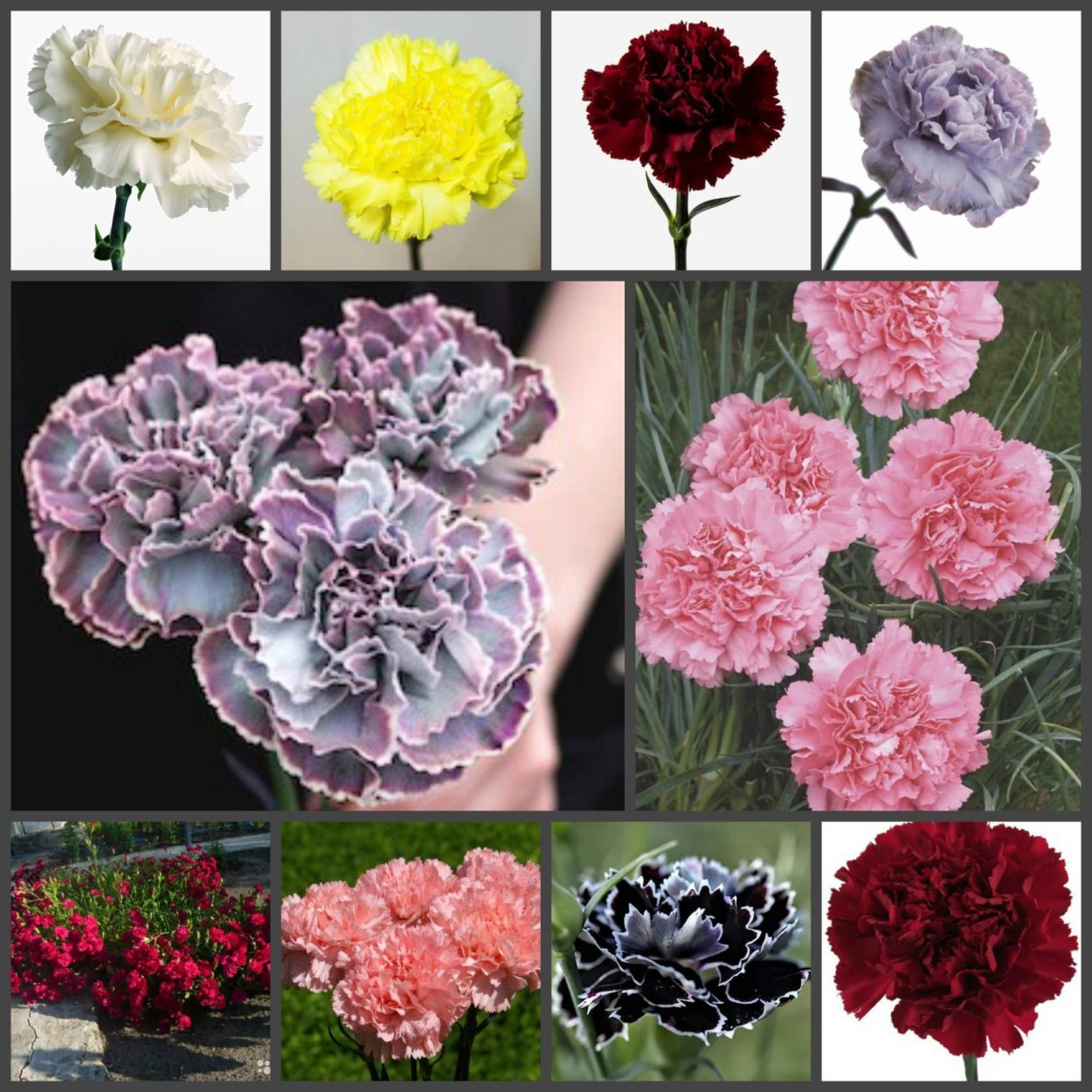 Гвоздика Dianthus