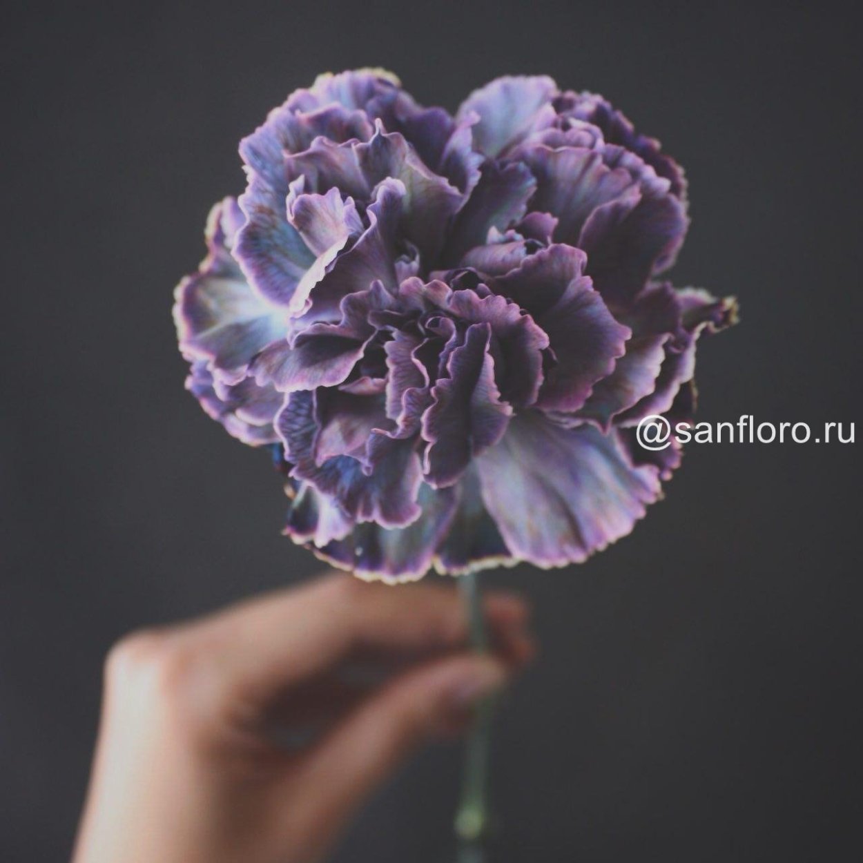 Гвоздика Блэк Молли