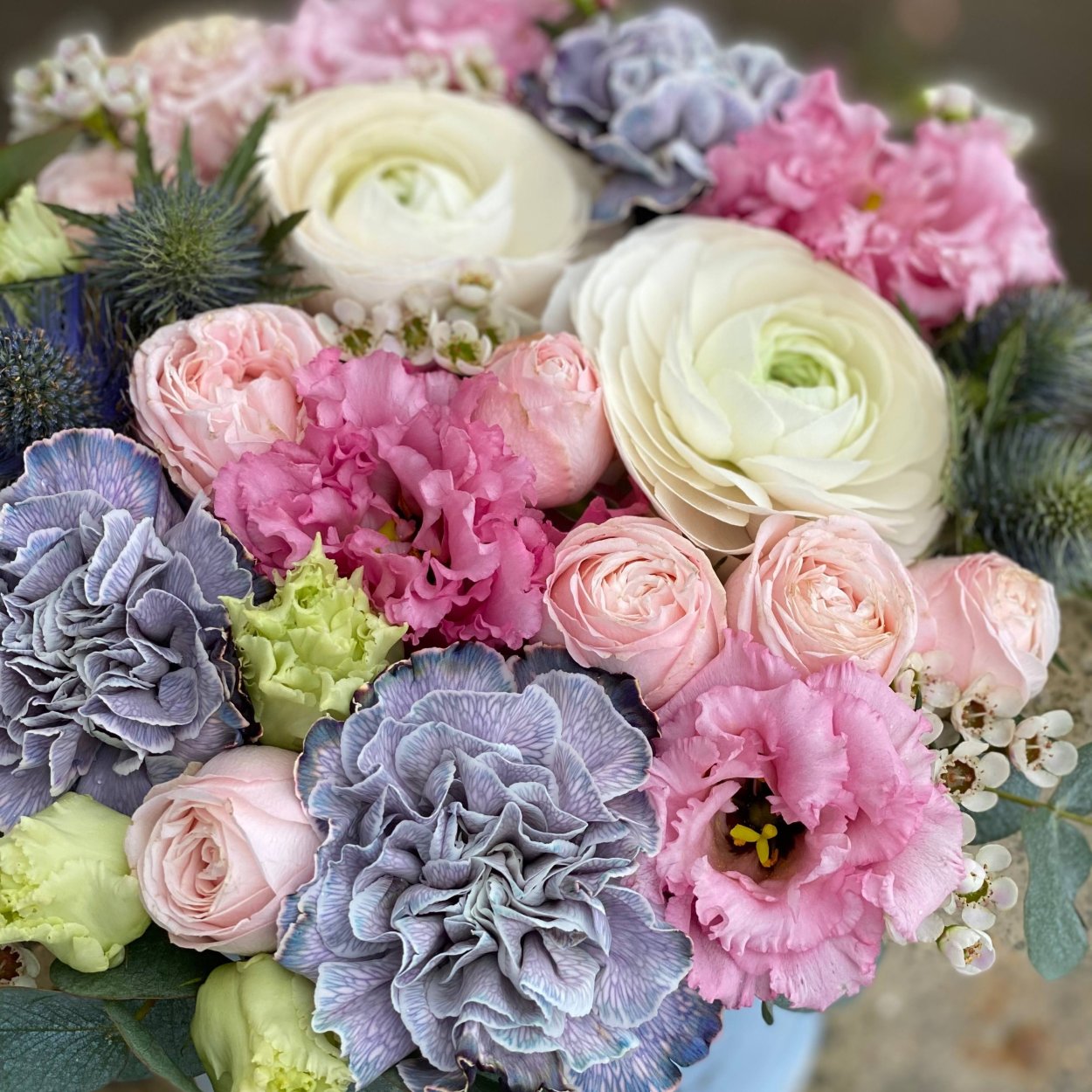 Гвоздика Диантус