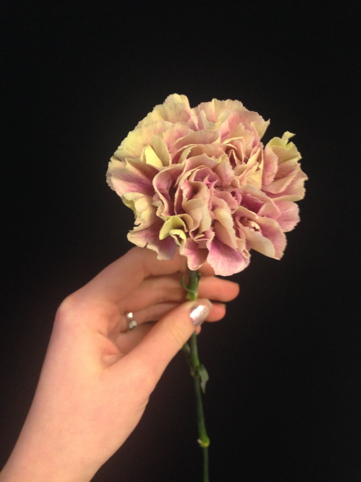 Гвоздика одноголовая микс