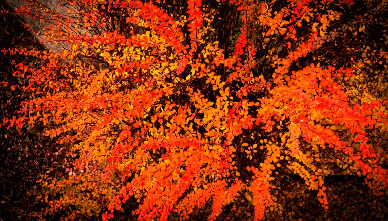 Кустарник с разноцветными листьями