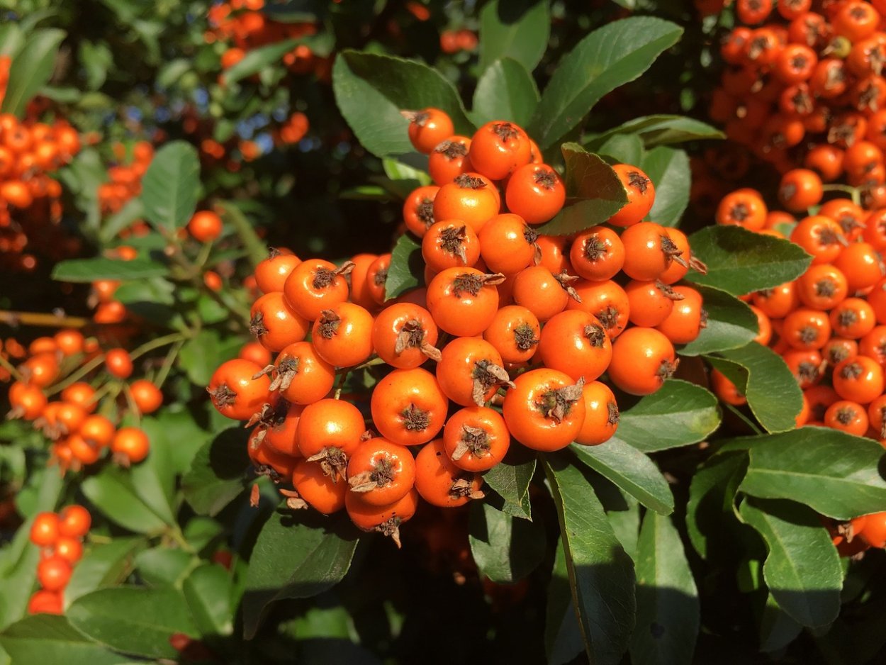 Пираканта с желтыми ягодами