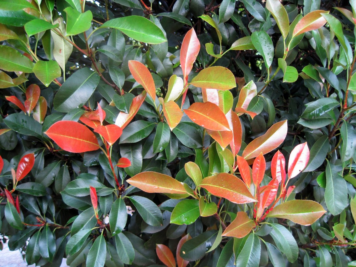 Кустарник с кожистыми листьями