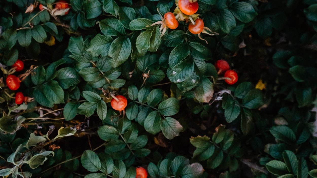 Куст шиповника с ягодами