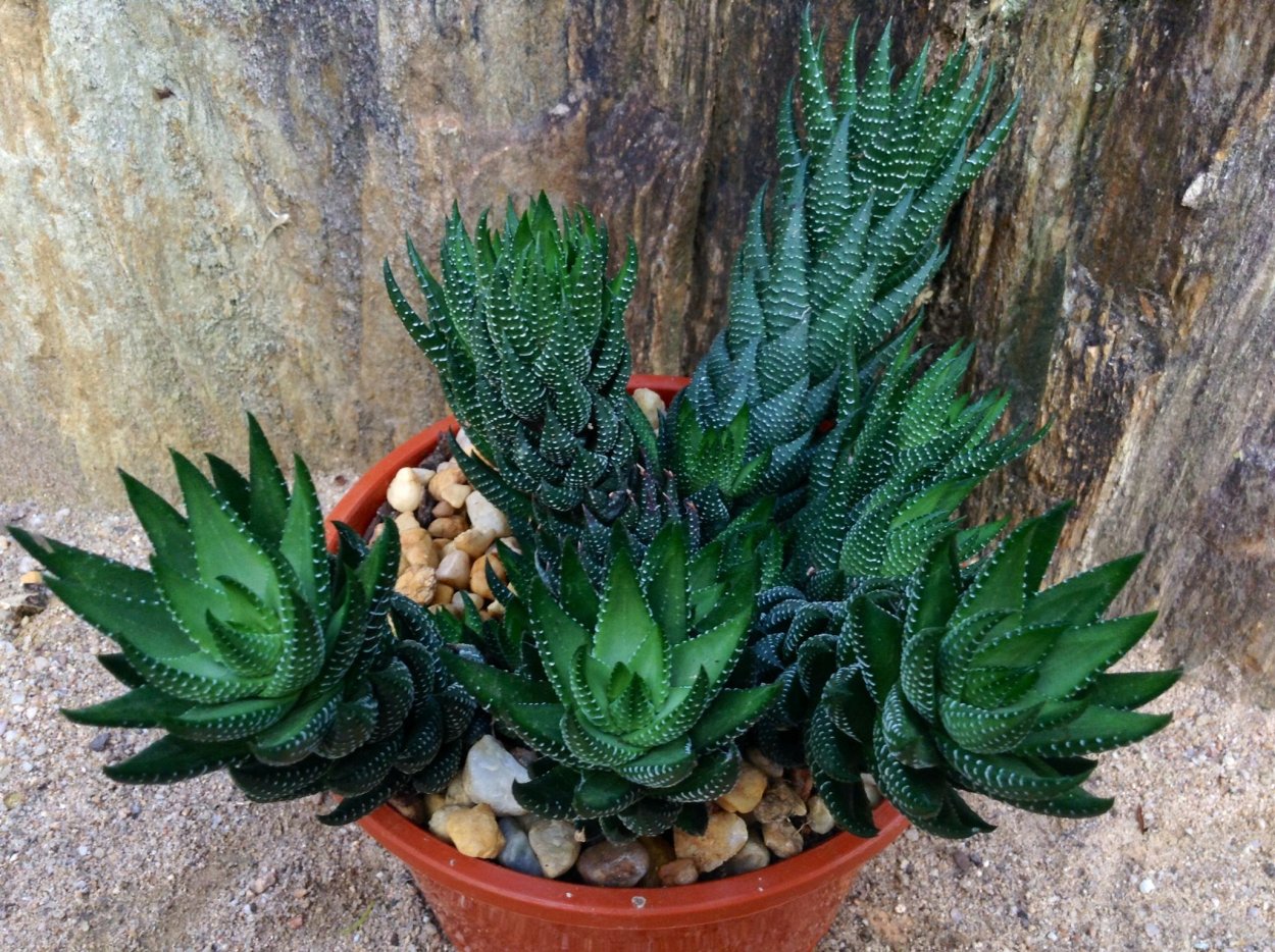 Haworthia esterhuizenii