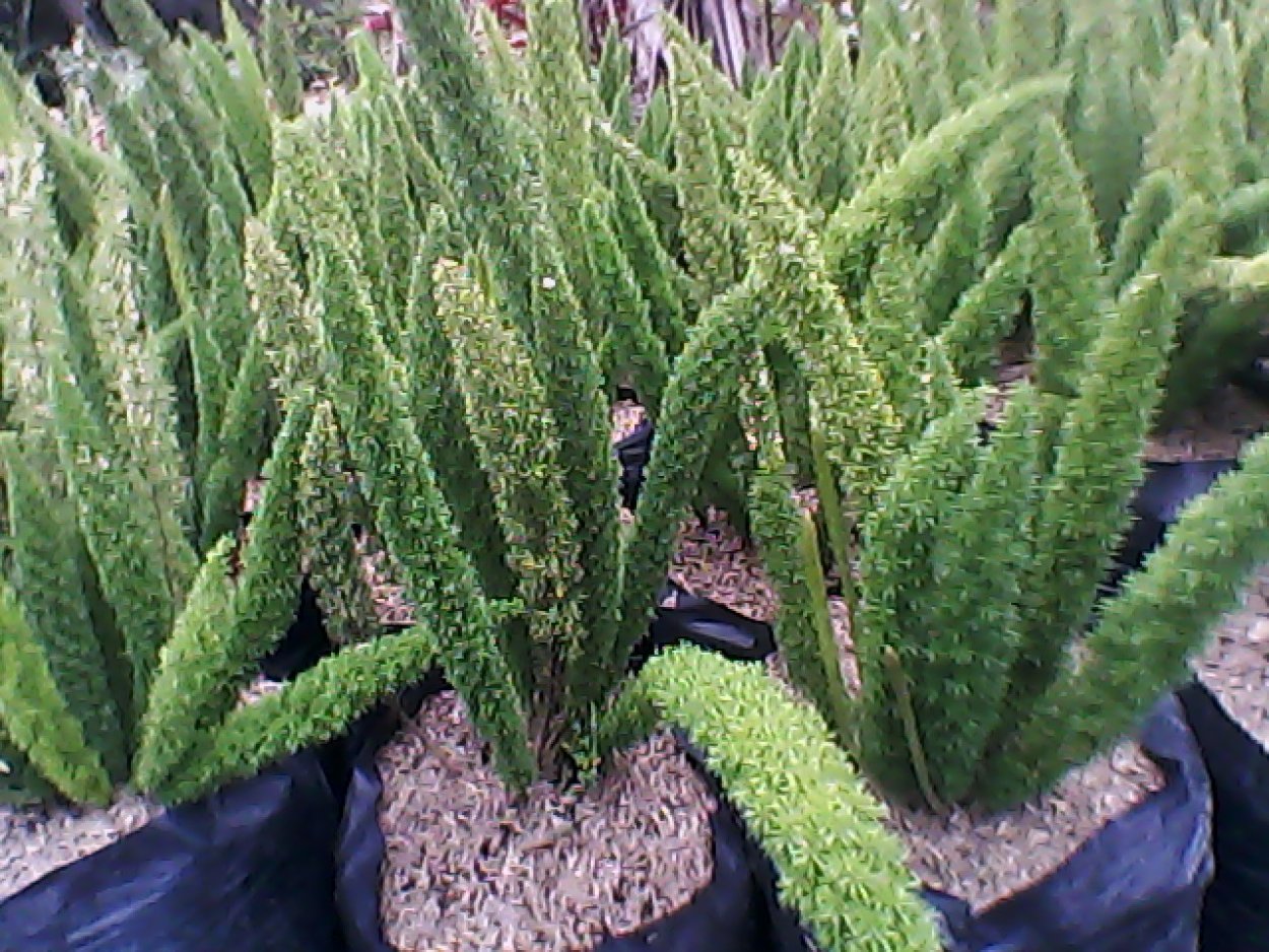 Сансевиерия либерийская