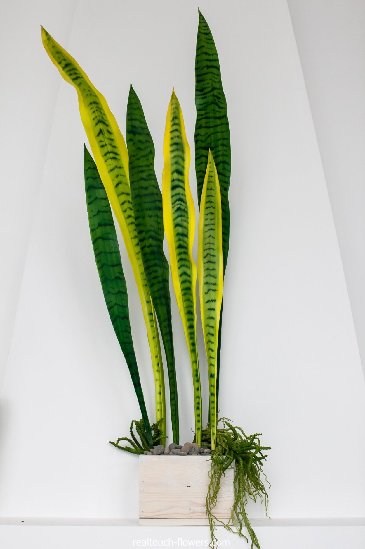 Сансевиерия Лауренти цветение