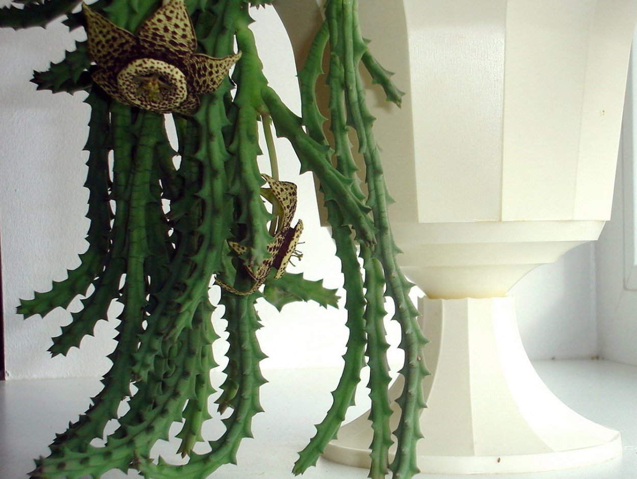 Суккулент Хортица