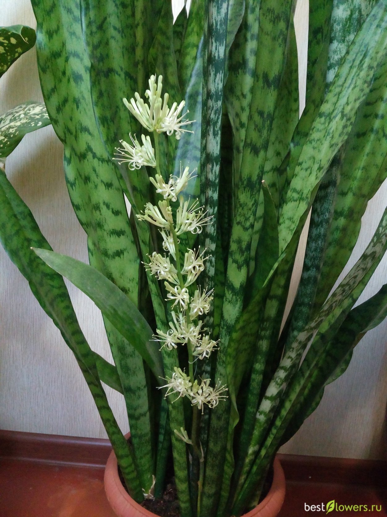 Сансевьера трехполосая