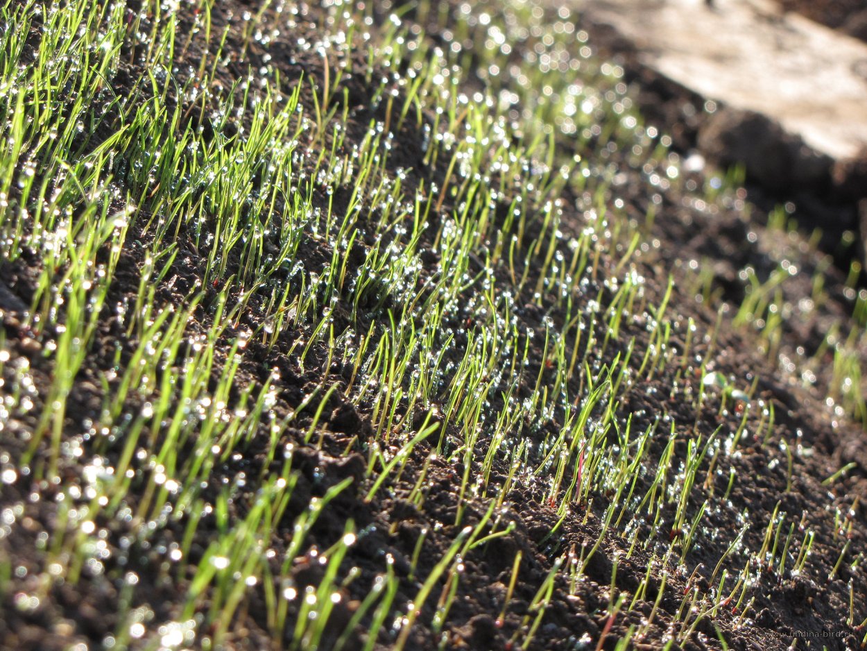 Всходы газона