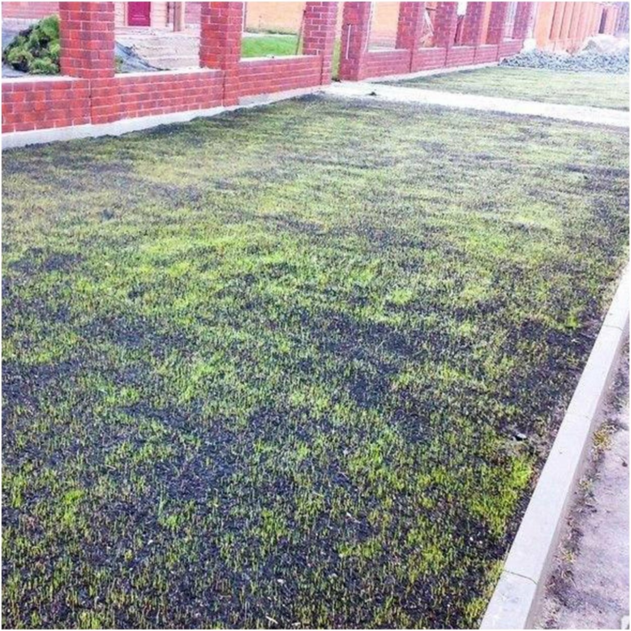 Газон после посева