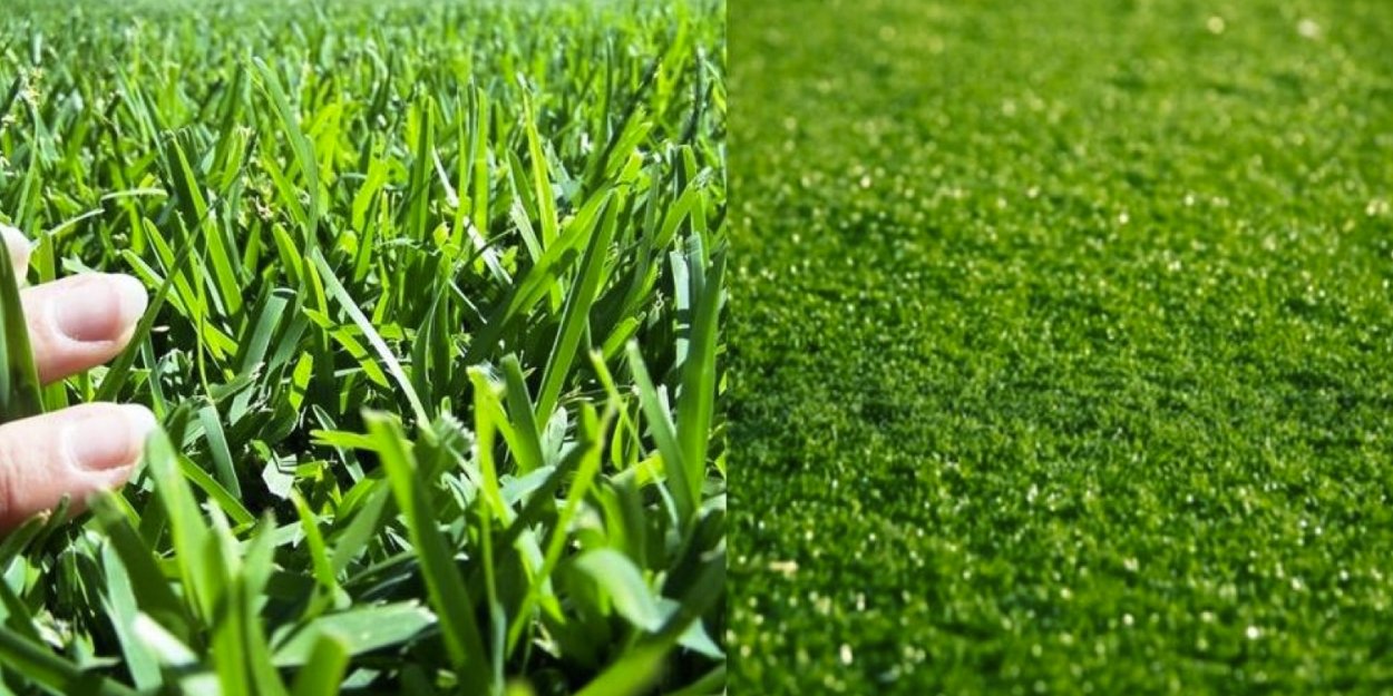 Первые весенние всходы