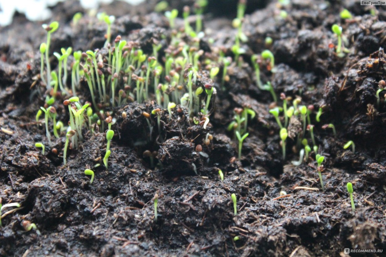 Всходы клевера белого