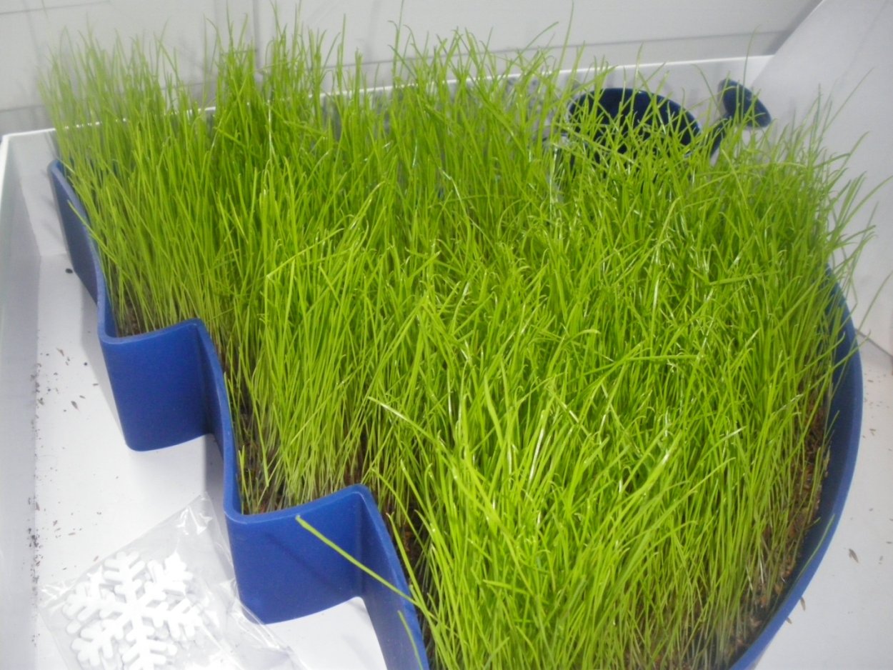 Посев семян газона