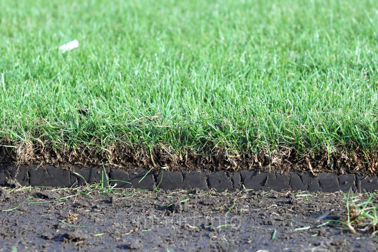 Посев газона