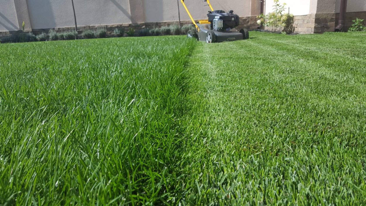 Редкий газон