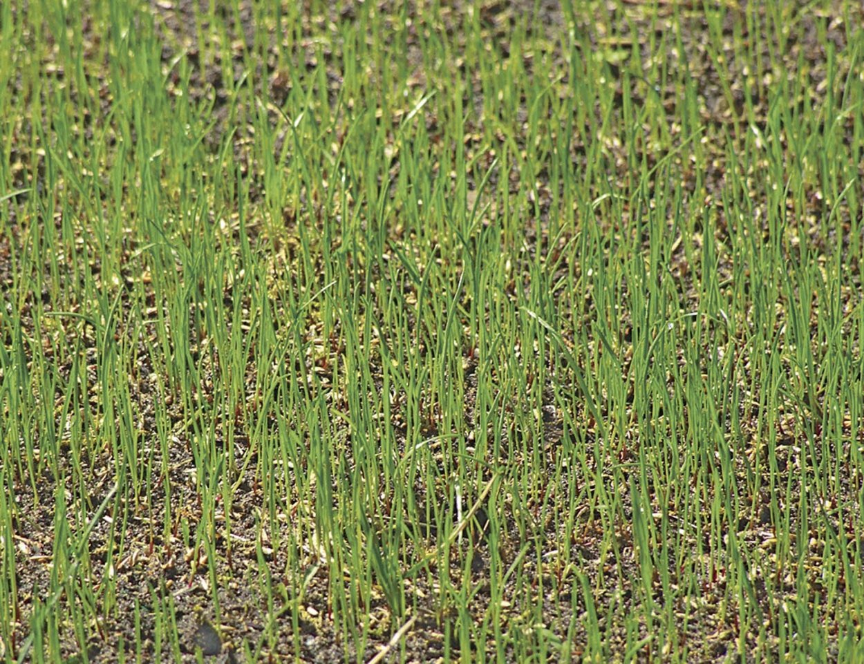 Овсяница Луговая всходы