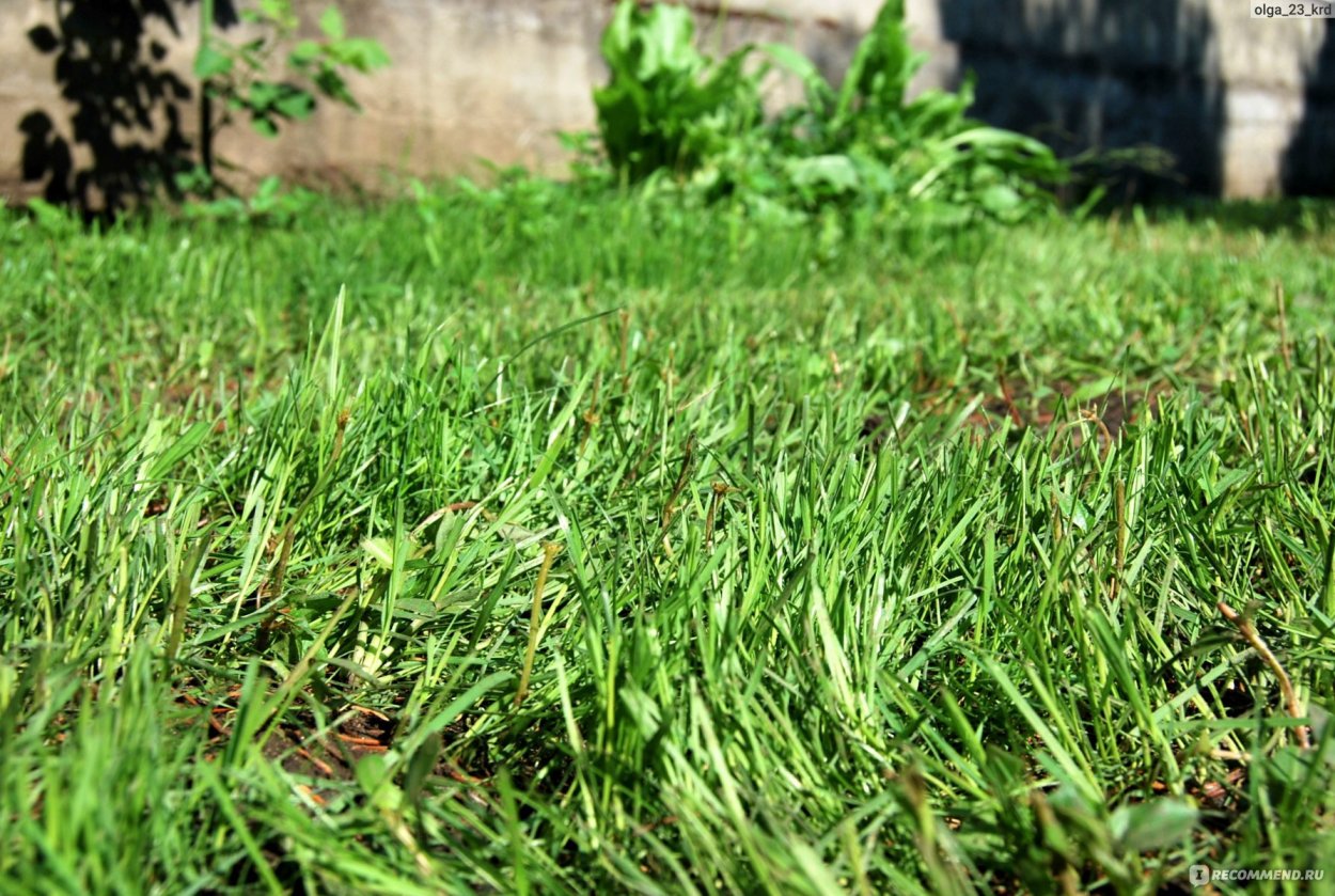 Газонная трава вытесняющая сорняки