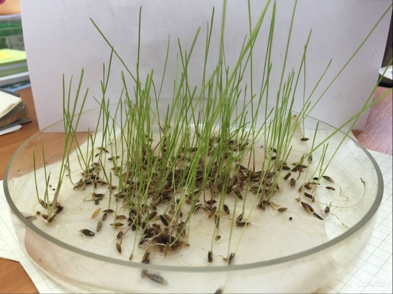 Саншайн газонная трава