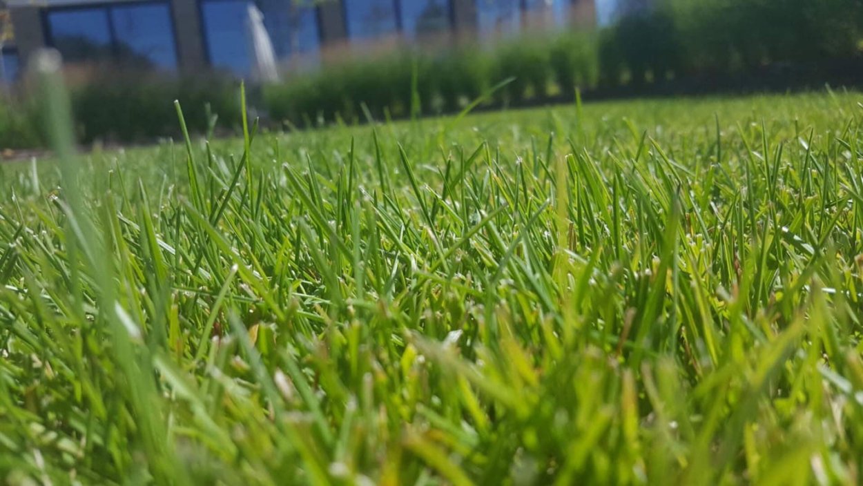 Партерный газон мятлик