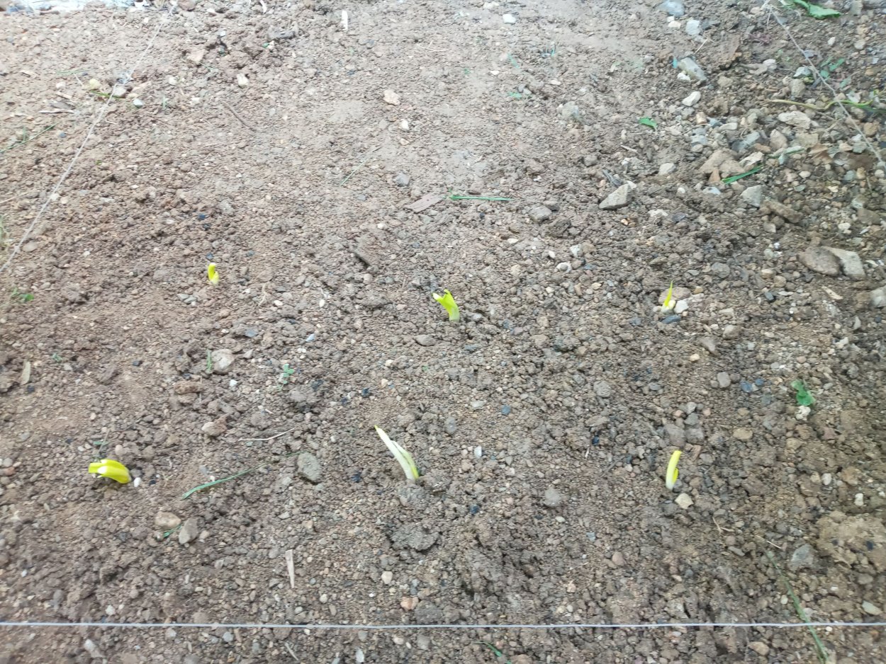 Ростки овсяницы красной