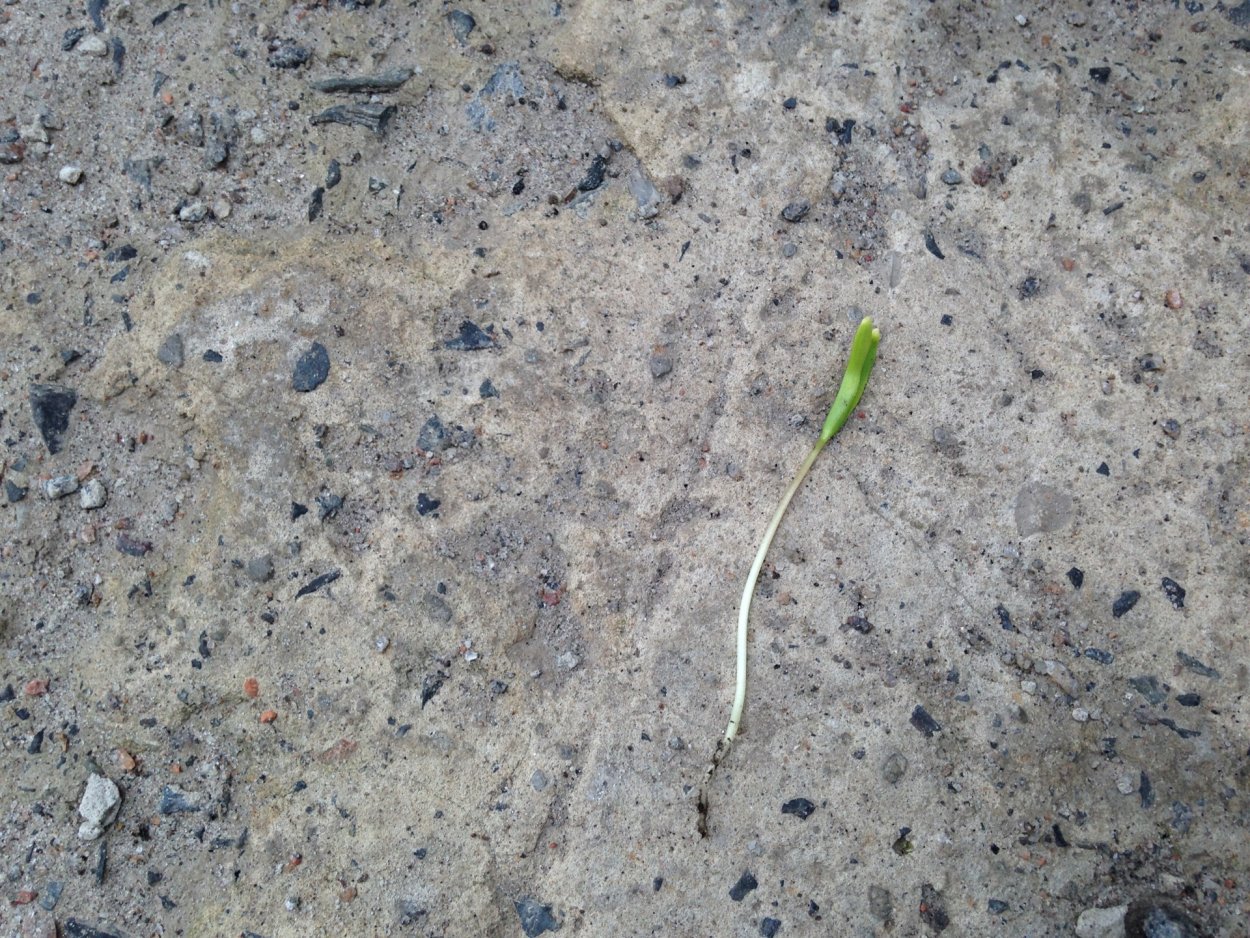 Подсев газона