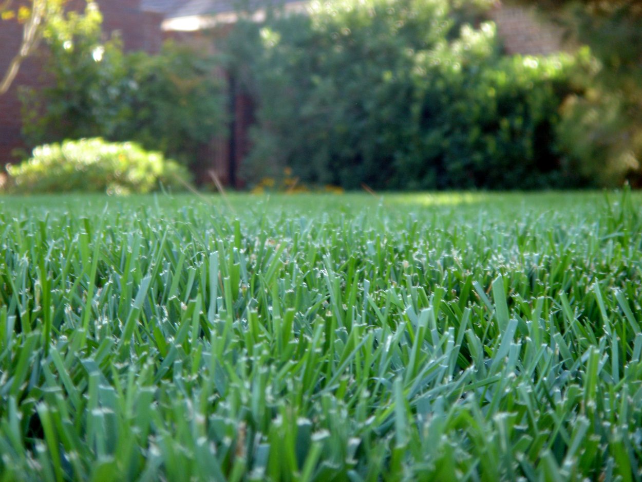 Мятлик Луговой для газона