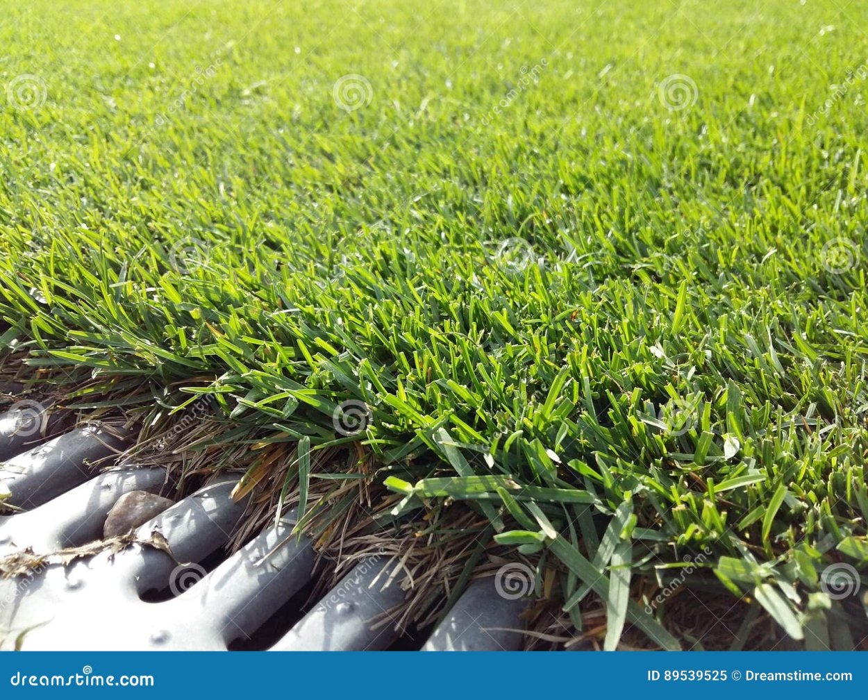 Прорастание семян газона