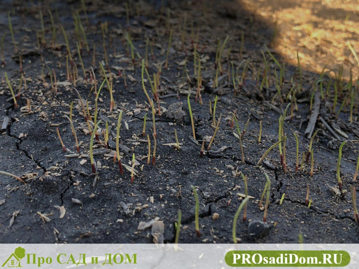 Газон после посева