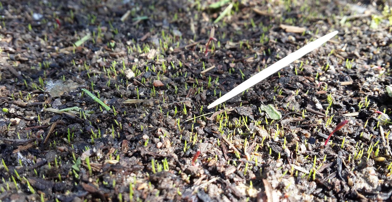 Райграс пастбищный для газона