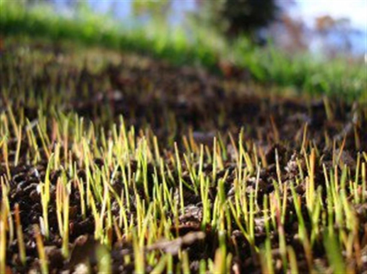 Газон посаженный в сентябре