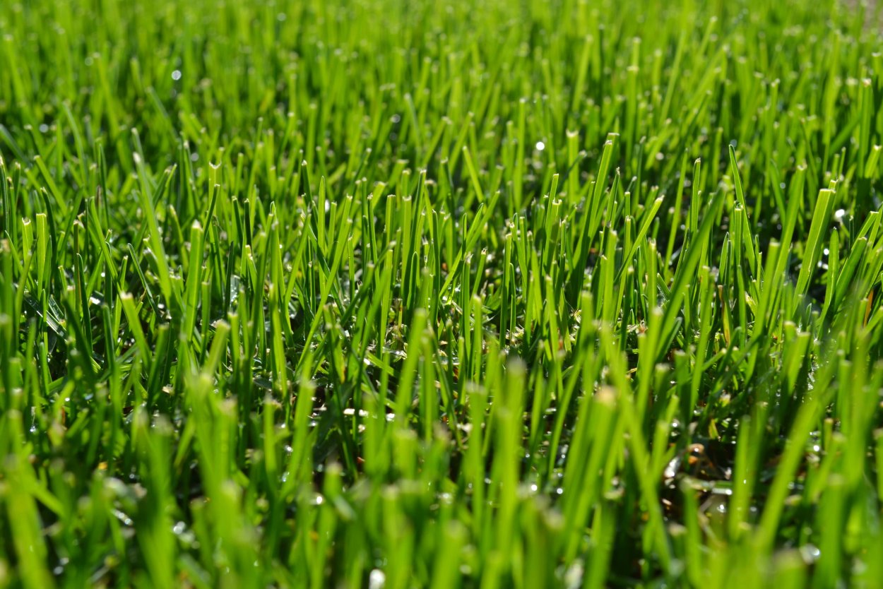 Газон обыкновенный посевной