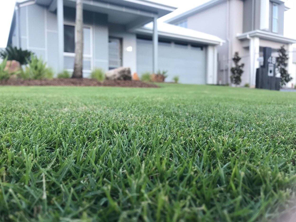 Всходы газонной травы карлик