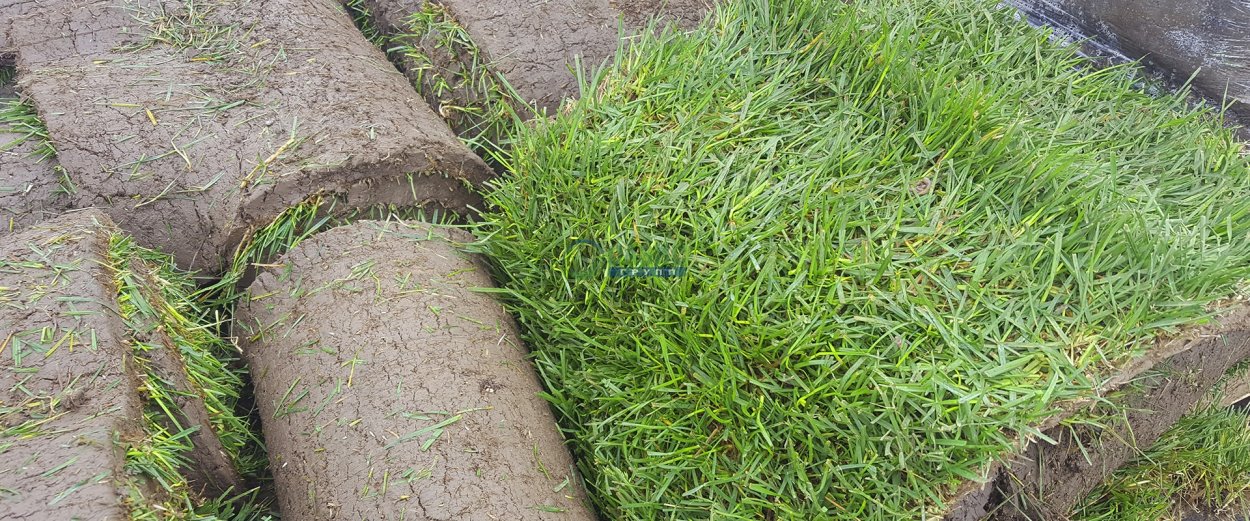 Ростки газона