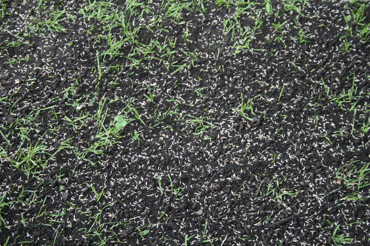 Скошенный газон